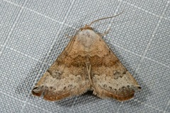 Mataeomera mesotaenia