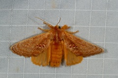 Pseudanapaea denotata