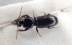 Clivina dentipes