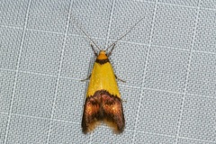 Hemibela oxyptera