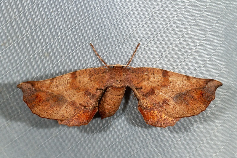 Parepisparis virgatus