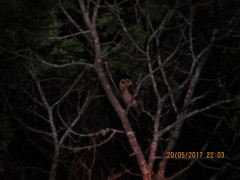 Glaucidium jardinii