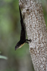 Anolis jubar oriens