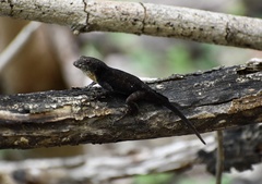 Anolis jubar oriens