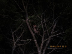 Glaucidium jardinii