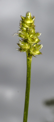 Carex cephaloidea