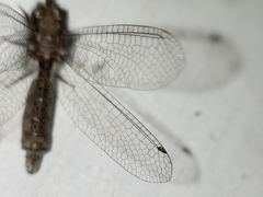 Ululodes floridanus