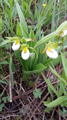 Cypripedium candidum