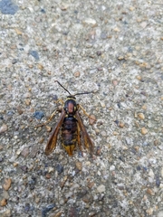 Sesiidae