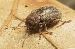 Graphops pubescens
