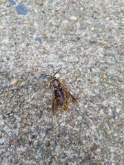 Sesiidae