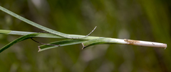 Carex cephaloidea