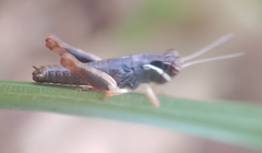 Melanoplus gracilis