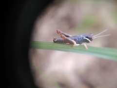 Melanoplus gracilis