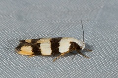 Zonopetala divisella
