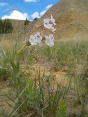 Penstemon albidus