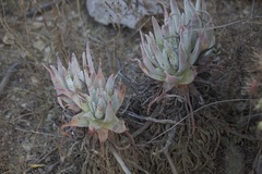 Dudleya virens