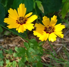 Coreopsis basalis