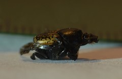 Onthophagus nuchicornis