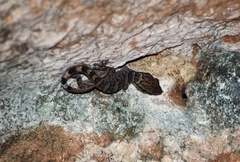 Tarentola americana