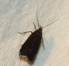 Dichomeris purpureofusca