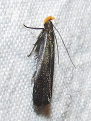 Dichomeris purpureofusca