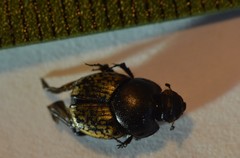 Onthophagus nuchicornis