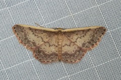 Idaea nephelota