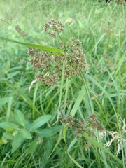 Scirpus georgianus