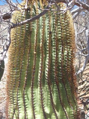 Ferocactus diguetii diguetii
