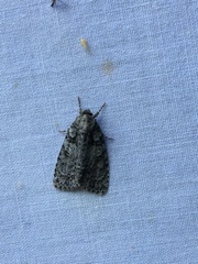 Acronicta tristis