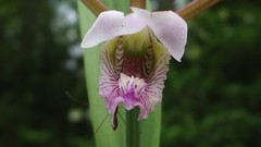 Cleistesiopsis bifaria