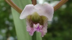 Cleistesiopsis bifaria