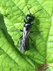 Pemphredonina