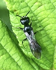 Pemphredonina