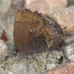 Callophrys henrici