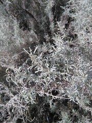 Atriplex lampa
