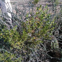 Larrea cuneifolia