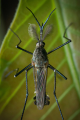 Toxorhynchites splendens