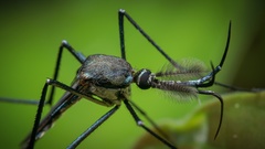 Toxorhynchites splendens
