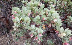 Arctostaphylos pringlei drupacea