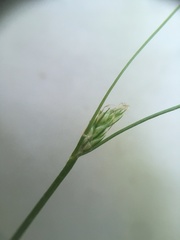 Carex deweyana