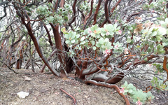 Arctostaphylos pringlei drupacea