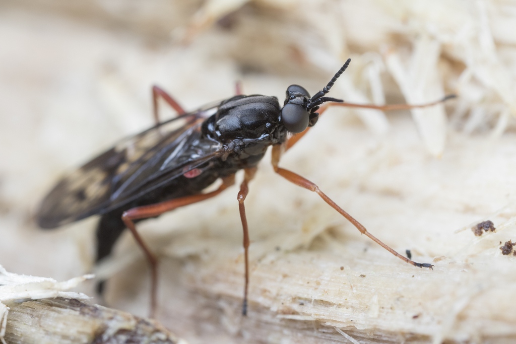 Xylophagus decorus