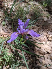 Iris hartwegii australis