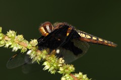 Palpopleura