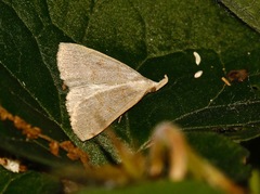 Chytolita morbidalis