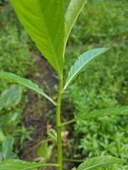 Hydrolea quadrivalvis