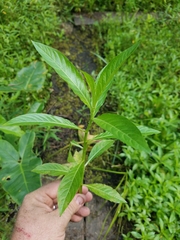 Hydrolea quadrivalvis