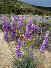 Lupinus excubitus